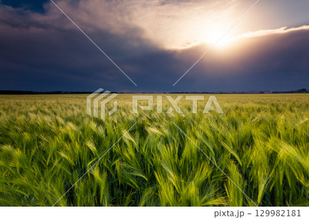 wheat wheat 129982181