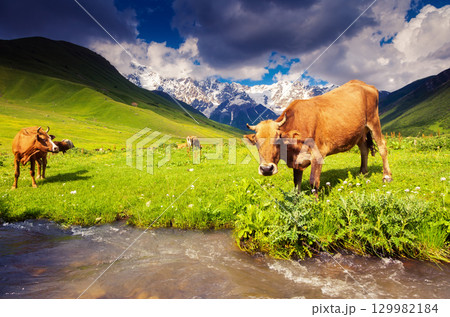 Cows grazing 129982184