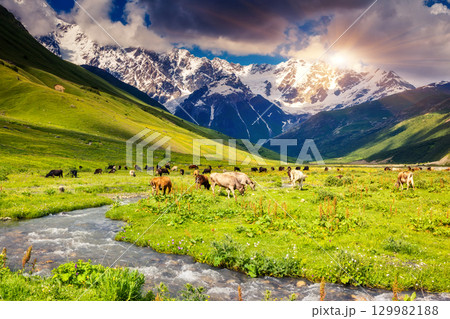 Cows grazing 129982188