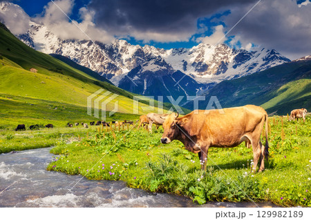 Cows grazing 129982189