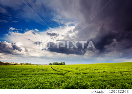 field field 129982268