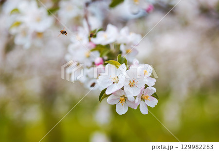 apple tree 129982283