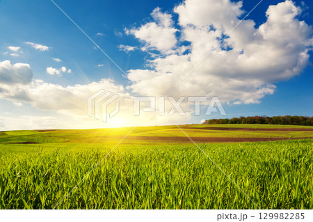 field field 129982285