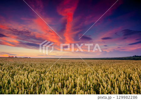 wheat 129982286