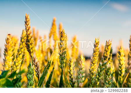 wheat wheat 129982288