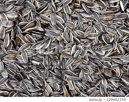 Abundance of sunflower seeds with striped shells packed in close formation 129982339