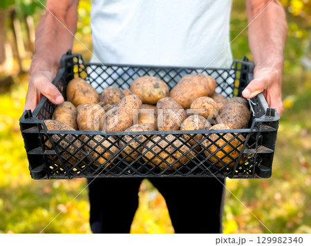 Male farmer holding crate of freshly harvested potatoes in garden 129982340