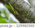 不完全変態のカマキリの幼虫 129982560