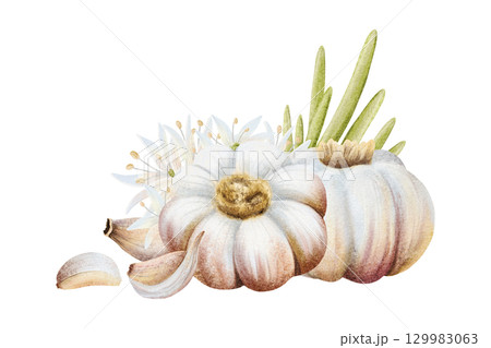 Italian garlic with leaves and cloves watercolor illustration isolated on white with ripe bulbs. Hand drawn botanical vegetable clip art for heathy spicy food designs 129983063