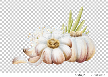 Italian garlic with leaves and cloves watercolor illustration isolated on white with ripe bulbs. Hand drawn botanical vegetable clip art for heathy spicy food designs 129983063