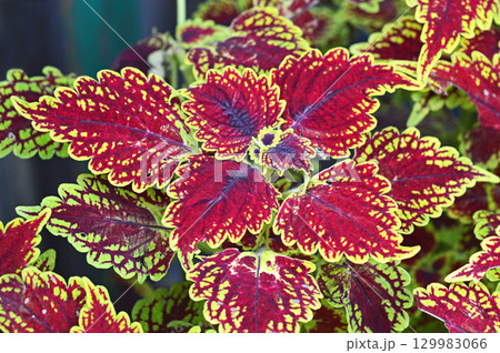 コリウス 129983066