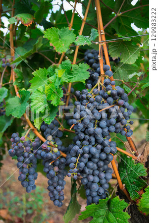 Vineyards in autumn harvest. A lot of large bunches of red wine grapes. Vineyards in autumn harvest. A lot of large bunches of red wine grapes. 129983222
