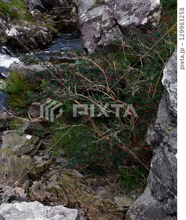 Water cascades through a narrow rocky gap, carving a path through boulders and supporting diverse plant life including ferns and trees with red berries in the Irish landscape. Water cascades through a narrow rocky gap, carving a path through boulders and supporting diverse plant life including ferns and trees with red berries in the Irish landscape. 129983258