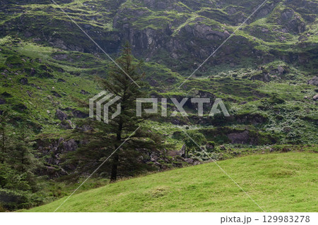A sloping green field with a lone pine tree stands before a rocky, green hillside. The rugged terrain of Gap of Dunloe in Ireland is covered with vegetation and moss. 129983278