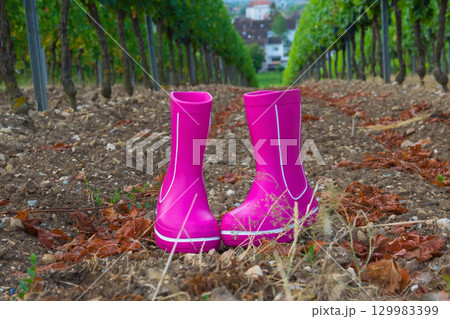 Pink rubber boots with beautiful green vineyard in autumn. Country style. 129983399