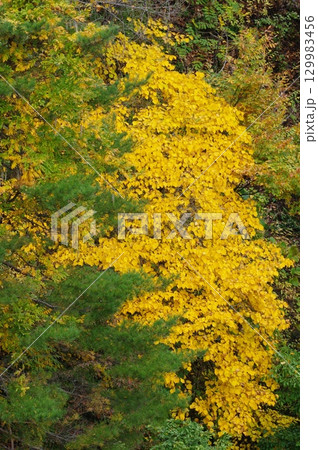 長野県木曽町の木曽川に流れ込む支流の河口付近の紅葉が錦絵のように煌びやかで、川にかかる橋の上から望遠 129983456
