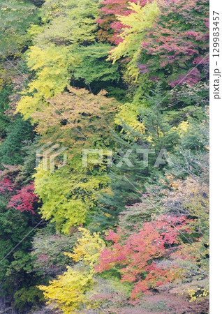 長野県木曽町の木曽川に流れ込む支流の河口付近の紅葉が錦絵のように煌びやかで、川にかかる橋の上から望遠 129983457