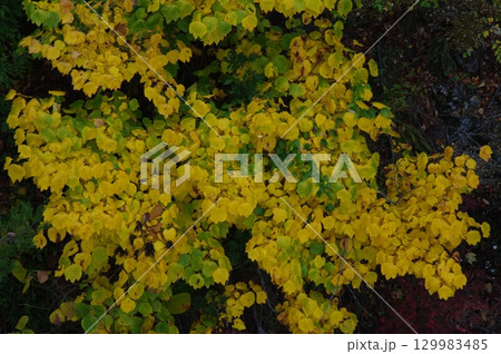 長野県木曽町の木曽川に流れ込む支流の河口付近の紅葉が錦絵のように煌びやかで、川にかかる橋の上から望遠 129983485