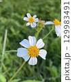 夏の野原に咲くセンダングサの白い花 129983491