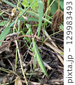 畑で目が合ったカマキリ 129983493
