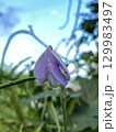 朝の空に映えるササゲの紫の花 129983497