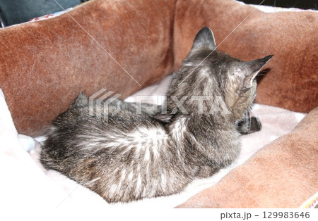 猫ベッドで休む二十二歳のお婆ちゃん猫、桃ちゃん、死の三日前 129983646