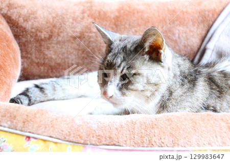 猫ベッドで休む二十二歳のお婆ちゃん猫、桃ちゃん、死の三日前 129983647