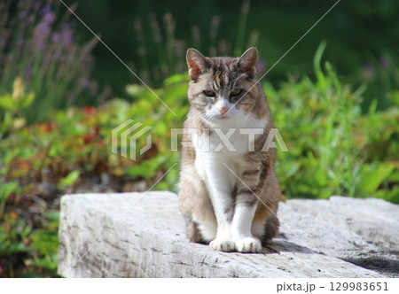 庭の枕木の上でお座りする二十一歳のお婆ちゃん猫。桃ちゃん 129983651