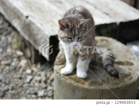 庭の切り株の上でお座りする二十一歳のお婆ちゃん猫。桃ちゃん 129983653