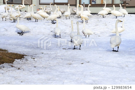 餌を求めて民家に集まる屈斜路湖のたくさんの白鳥 129983654