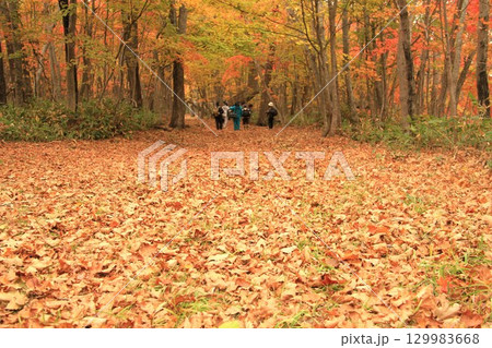 屈斜路湖、和琴半島の紅葉の森 129983668