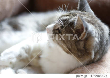 猫ベッドで休む二十二歳のお婆ちゃん猫、桃ちゃん、死の三日前 129983673