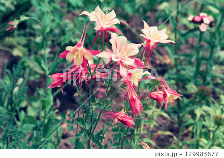 西洋オダマキの花 西洋オダマキの花 129983677