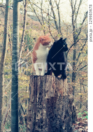 黄葉の雑木林で切り株に乗る二匹の猫、チッチと黒ちゃん 黄葉の雑木林で切り株に乗る二匹の猫、チッチと黒ちゃん 129983678