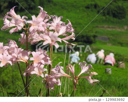 真夏にピンクの花を咲かせるヒガンバナ科の「ナツズイセン」 129983692