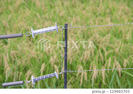 水田を囲む電気柵 129983703