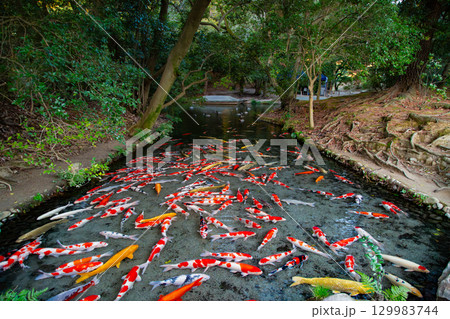 特別名所　栗林公園の朝焼け 129983744
