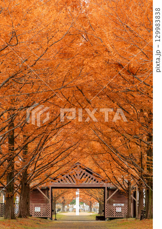 生態系公園 生態系公園 129983838