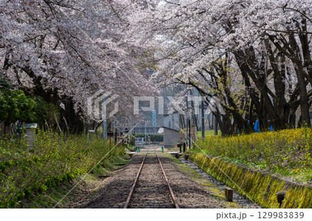 小坂町の桜 129983839