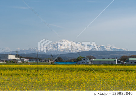 西目の菜の花 西目の菜の花 129983840
