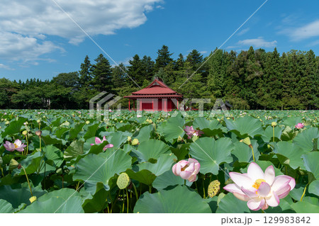 猿賀公園 129983842