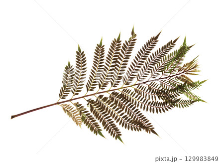 Pressed and dried flower isolated on white background. For use in floral patterns, compositions, herbariums, scrapbooking, floristry. 129983849