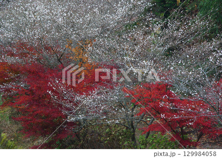 愛知県豊田市小原町の四季桜公園では、秋になると紅葉と白い四季桜が調和して美しい景色を見せます。 愛知県豊田市小原町の四季桜公園では、秋になると紅葉と白い四季桜が調和して美しい景色を見せます。 129984058