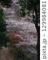 愛知県豊田市小原町の四季桜公園では、秋になると紅葉と白い四季桜が調和して美しい景色を見せます。 129984081