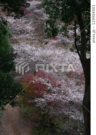愛知県豊田市小原町の四季桜公園では、秋になると紅葉と白い四季桜が調和して美しい景色を見せます。 129984081