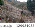 愛知県豊田市小原町の四季桜公園では、秋になると紅葉と白い四季桜が調和して美しい景色を見せます。 129984082