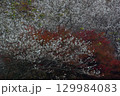 愛知県豊田市小原町の四季桜公園では、秋になると紅葉と白い四季桜が調和して美しい景色を見せます。 129984083