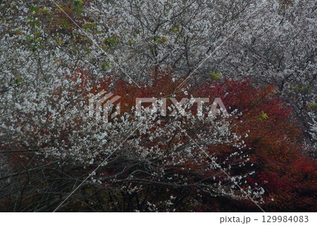 愛知県豊田市小原町の四季桜公園では、秋になると紅葉と白い四季桜が調和して美しい景色を見せます。 129984083