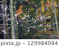 愛知県豊田市小原町の四季桜公園では、秋になると紅葉と白い四季桜が調和して美しい景色を見せます。 129984084