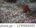 愛知県豊田市小原町の四季桜公園では、秋になると紅葉と白い四季桜が調和して美しい景色を見せます。 129984085